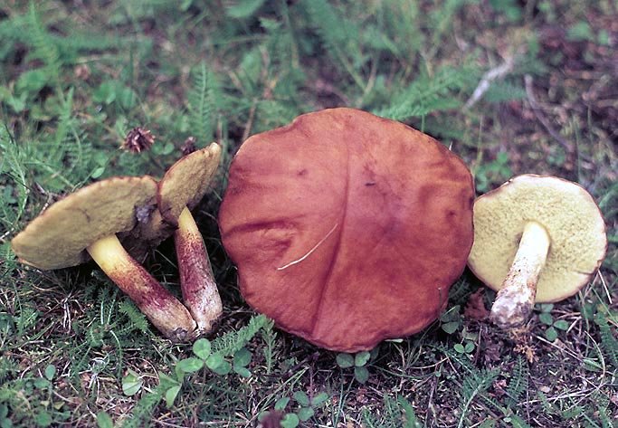 Hemileccinum subglabripes